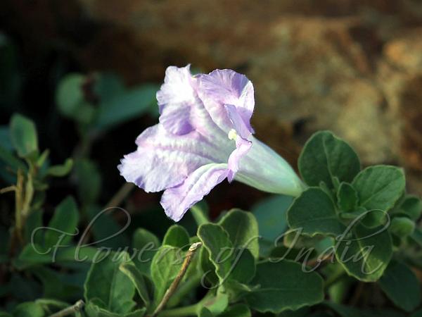 White Veld Violet